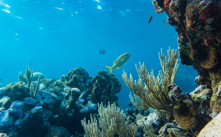 Protect Our Oceans on Your Costa Rica Surf Trip