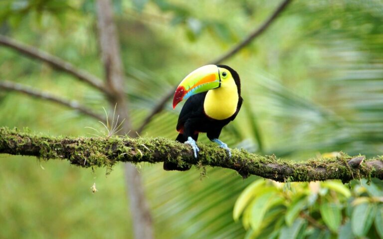 Best Things to do in Tamarindo During Dry Season